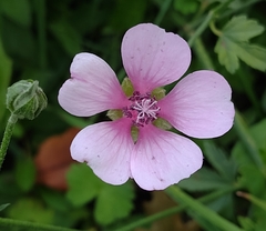 Althaea cannabina