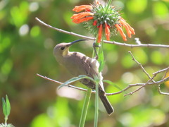 Nectarinia famosa famosa