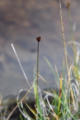 Juncus triglumis