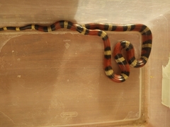 Lampropeltis polyzona