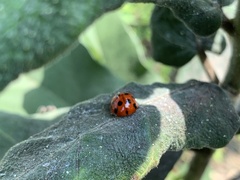 Harmonia dimidiata