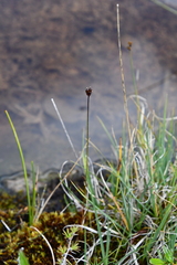 Juncus triglumis
