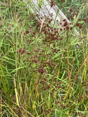 Juncus canadensis
