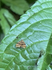 Choreutis amethystodes