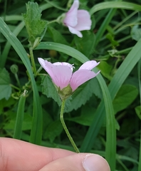 Althaea cannabina