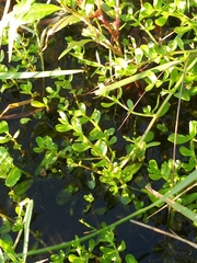 Bacopa monnieri