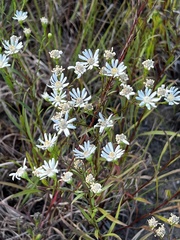 Solidago ptarmicoides