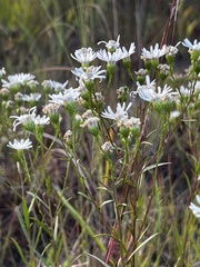 Solidago ptarmicoides
