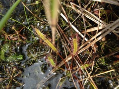 Drosera linearis