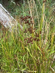 Juncus canadensis