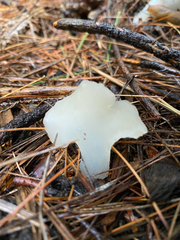 Pseudohydnum gelatinosum