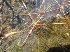 Drosera linearis