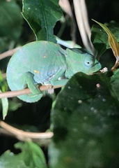 Trioceros deremensis