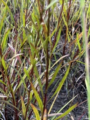 Solidago ptarmicoides