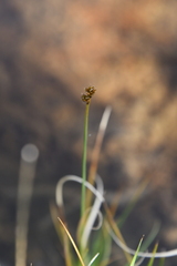 Carex holostoma