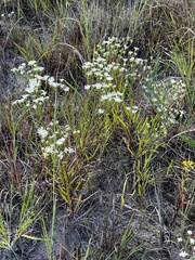 Solidago ptarmicoides