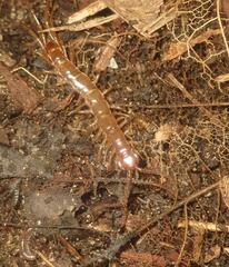 Lithobius forficatus