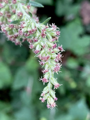 Artemisia vulgaris