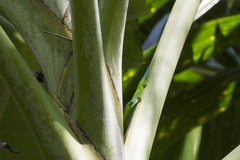 Phelsuma andamanensis