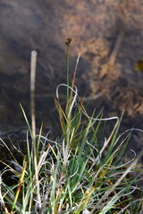 Carex holostoma