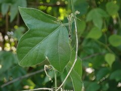 Passiflora suberosa