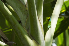 Phelsuma andamanensis