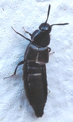 Staphylinidae