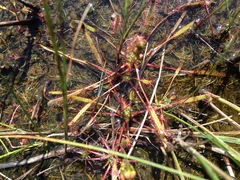 Drosera linearis