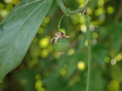 Passiflora suberosa