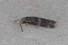 Hydroptilidae