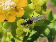 Bibionidae