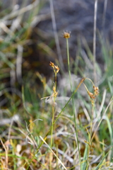 Carex williamsii