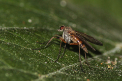 Rhagio
