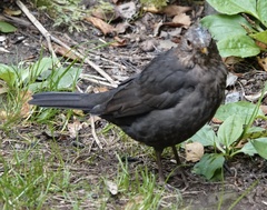 Turdus merula