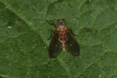 Rhagio