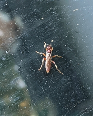 Ichneumonina