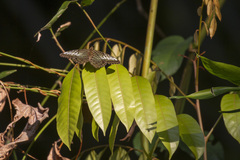 Parthenos sylvia roepstorfii