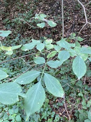 Sambucus nigra