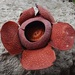 Rafflesia speciosa - Photo (c) Retdar，保留部份權利CC BY-SA