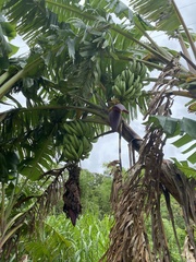 Musa × paradisiaca