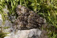 Craniophora ligustri