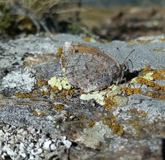 Erebia tyndarus