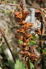 Orobanche