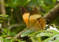 Cirrochroa orissa