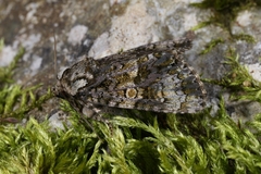 Craniophora ligustri