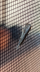 Agriphila