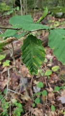 Litylenchus crenatae