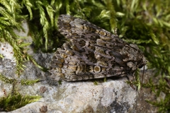 Craniophora ligustri