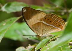 Cirrochroa orissa