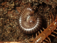 Cylindroiulus caeruleocinctus